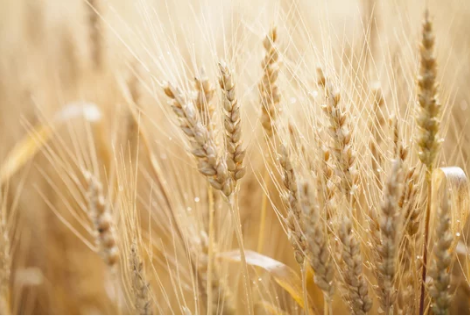 Wheat  prices  and  marketing windows