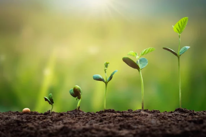 South Africa's Agricultural Conditions in Q3, 2025