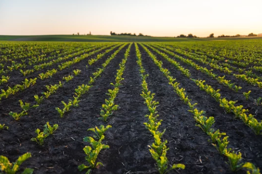 We remain optimistic about South Africa’s 2025-26 agricultural season