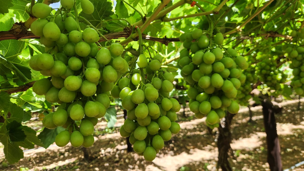 A Promising Wine Grape Harvest for 2026 in South Africa