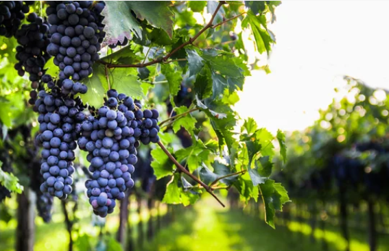 South Africa’s wine grape production heads into 2026 with optimism