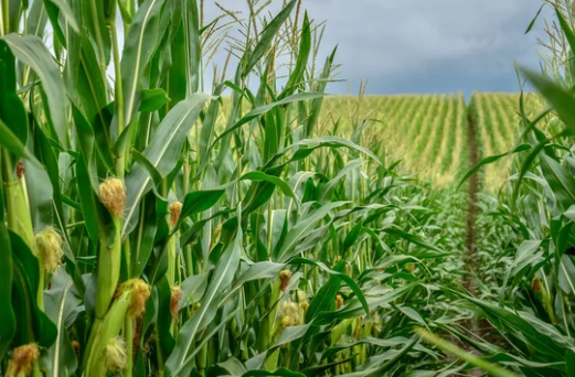 South Africa’s maize export activity continues, but at a slower pace