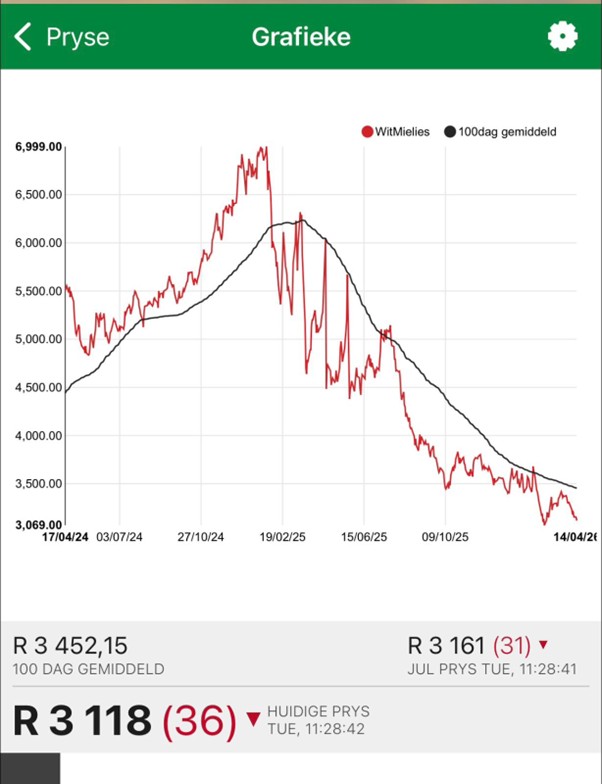 Tough environment for South African maize farmers