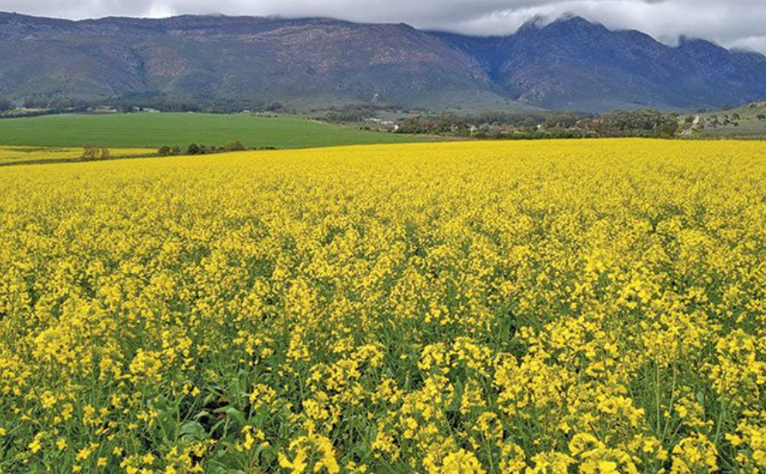 Canola production in South Africa may reach a fresh high in 2026-27