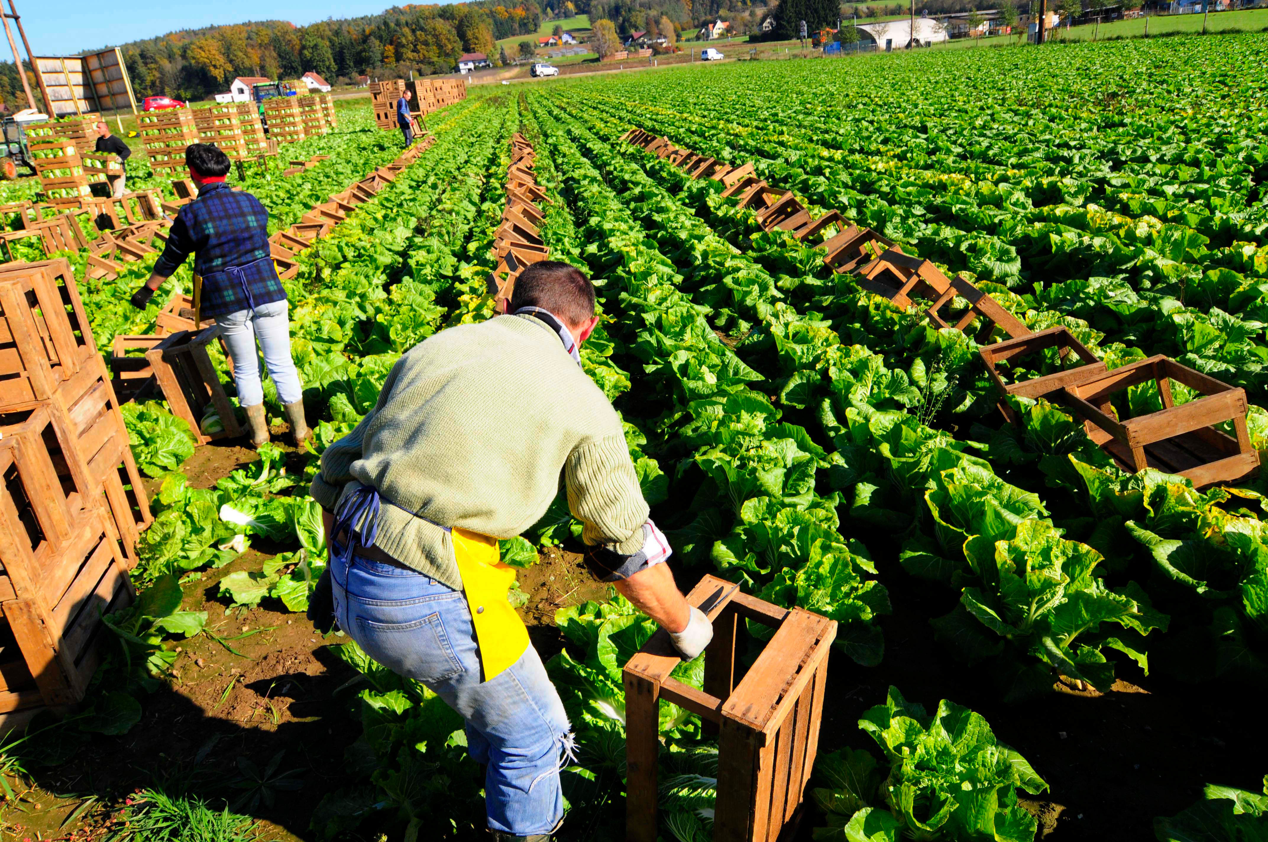 Agricultural fortunes in 2022