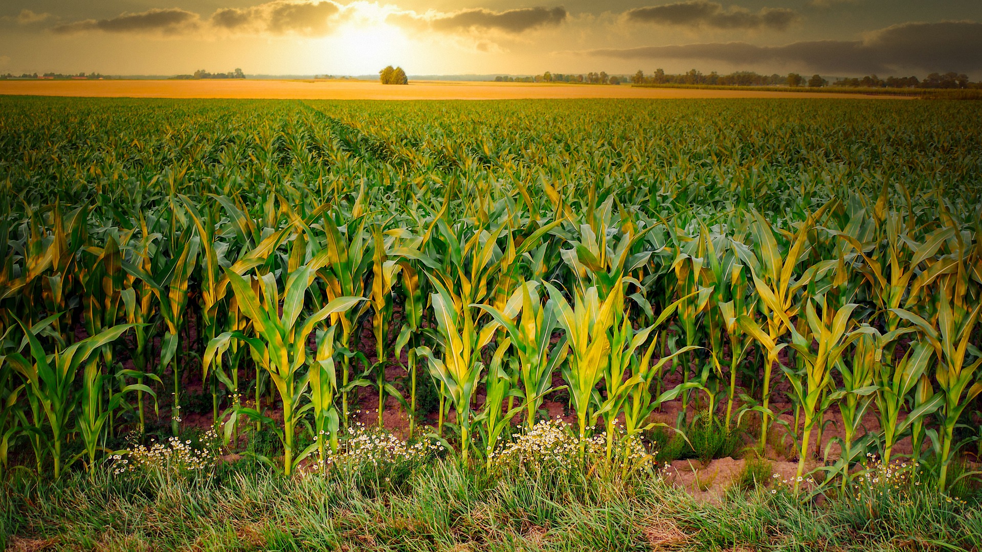 Improved soil moisture across SA bodes well for agriculture activity